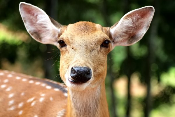 Quel animal sans entretien ?