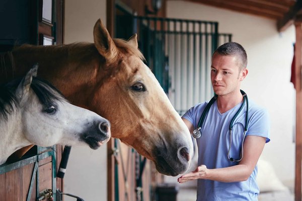 Quelles sont meilleures huiles essentielles pour vos chevaux?