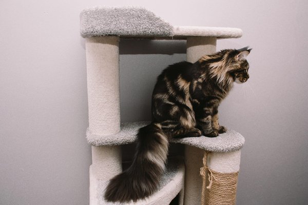 Arbre à Chat: Espace de Jeu Idéal
